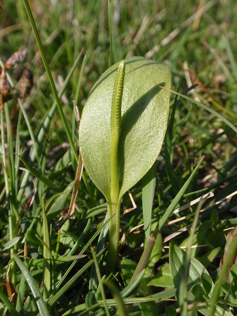 Ophioglossum vulgatum / Ofioglosso comune